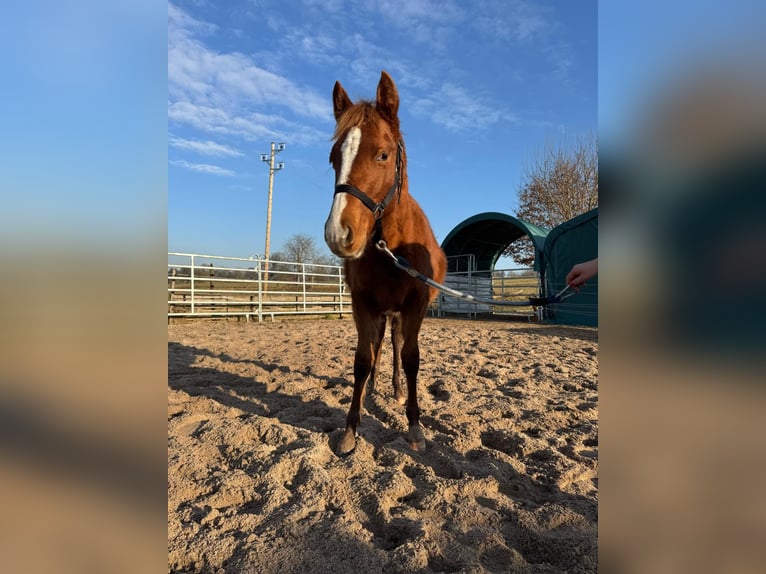 American Quarter Horse Stallone 1 Anno 156 cm Sauro in Straubenhardt