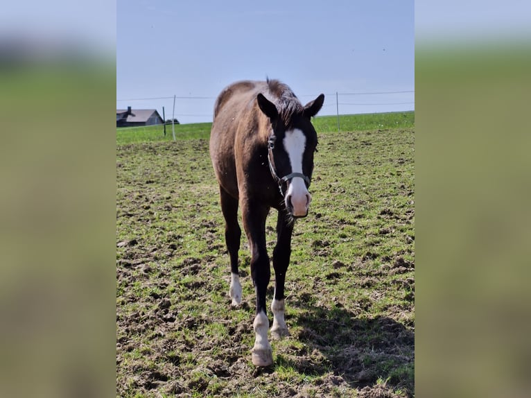 American Quarter Horse Stallone 1 Anno 157 cm Morello in Vilshofen