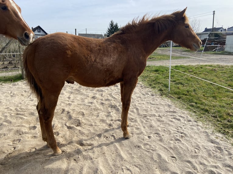 American Quarter Horse Stallone 1 Anno 159 cm Sauro scuro in Wachtberg