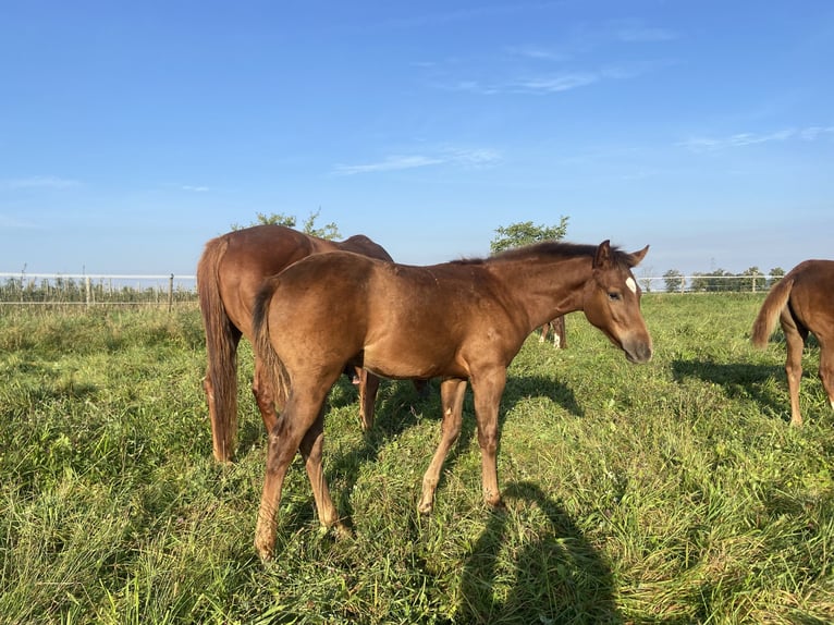 American Quarter Horse Stallone 1 Anno 159 cm Sauro scuro in Wachtberg