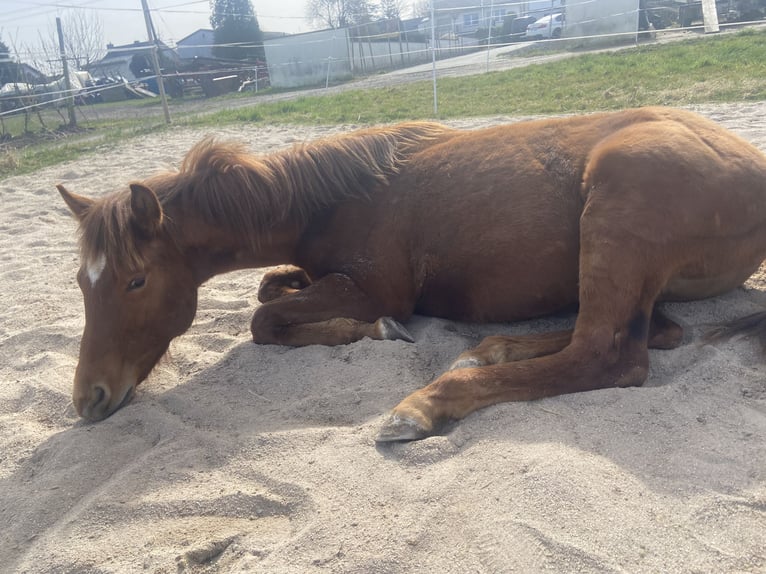 American Quarter Horse Stallone 1 Anno 159 cm Sauro scuro in Wachtberg