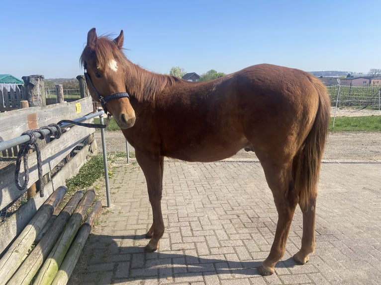 American Quarter Horse Stallone 1 Anno 159 cm Sauro scuro in Wachtberg