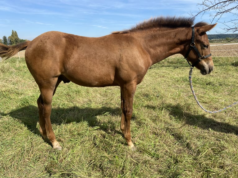 American Quarter Horse Stallone 1 Anno 159 cm Sauro scuro in Wachtberg