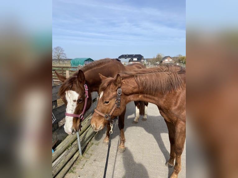 American Quarter Horse Stallone 1 Anno 159 cm Sauro scuro in Wachtberg