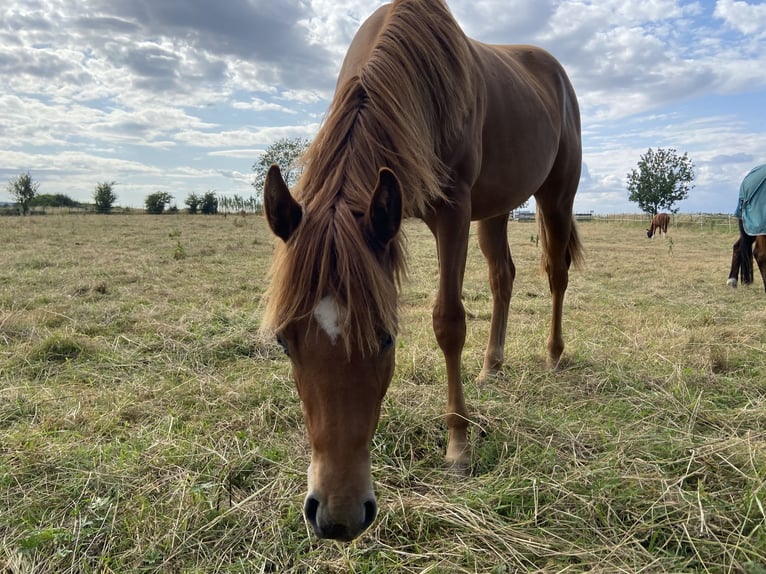American Quarter Horse Stallone 1 Anno 159 cm Sauro scuro in Wachtberg American Quarter Horse Stallone 1 Anno 159 cm Sauro scuro in Wachtberg