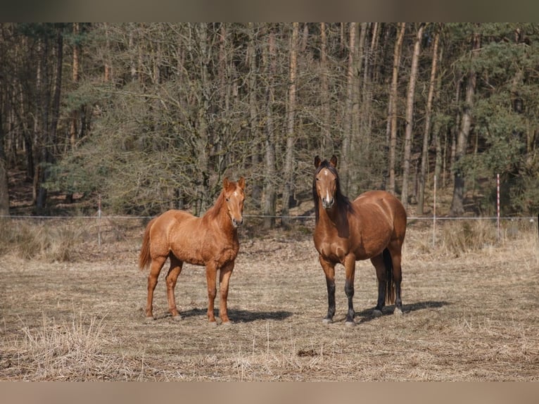American Quarter Horse Stallone 1 Anno 160 cm Red dun in Písek