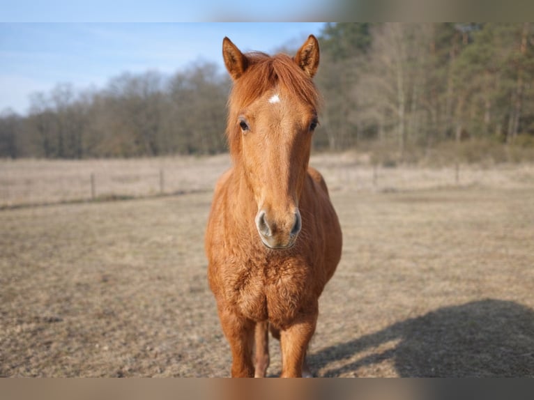 American Quarter Horse Stallone 1 Anno 160 cm Red dun in Písek