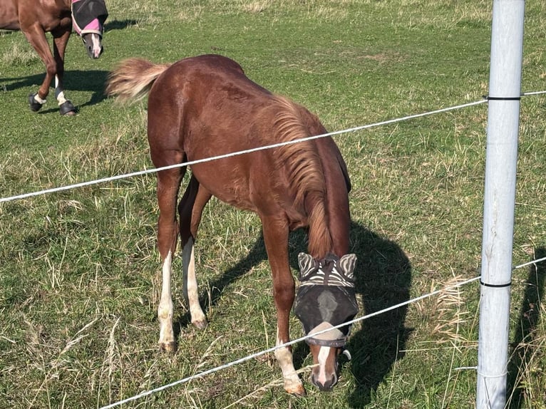 American Quarter Horse Stallone 1 Anno 160 cm Sauro in Altenstadt an der Waldnaab