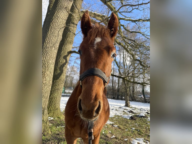 American Quarter Horse Stallone 1 Anno 160 cm Sauro in Midwolde