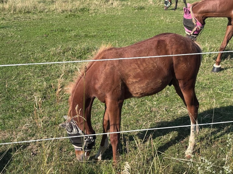 American Quarter Horse Stallone 1 Anno 160 cm Sauro in Kirchendemenreuth