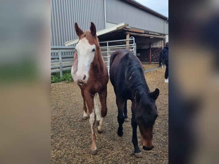American Quarter Horse Stallone 1 Anno 160 cm Sauro in Langenau