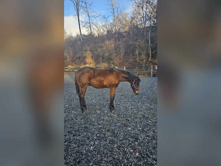 American Quarter Horse Stallone 1 Anno Baio in Klagenfurt,09.Bez.:Annabichl