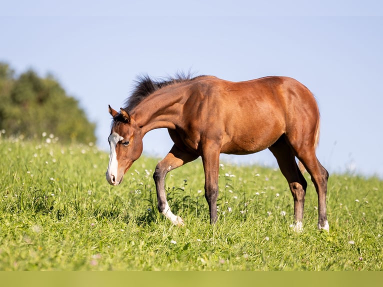 American Quarter Horse Stallone 1 Anno Baio in Unterprenning