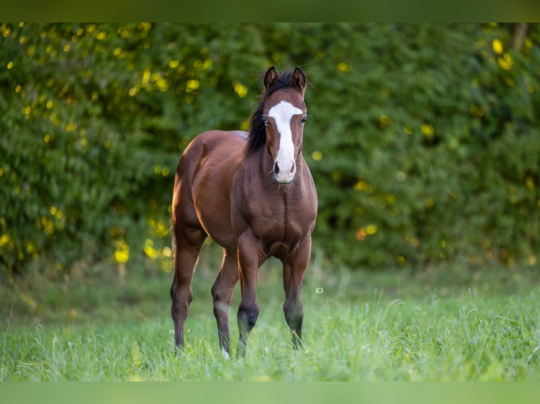 American Quarter Horse Stallone 1 Anno Baio in Unterprenning