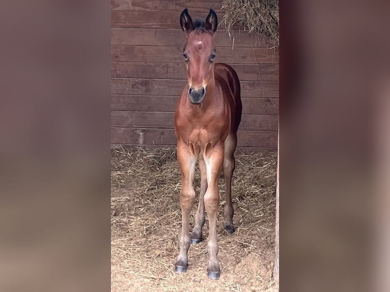 American Quarter Horse Stallone 1 Anno Baio in Tienen