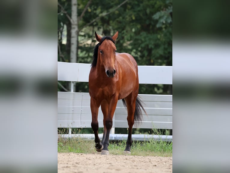 American Quarter Horse Stallone 1 Anno Baio in Linz