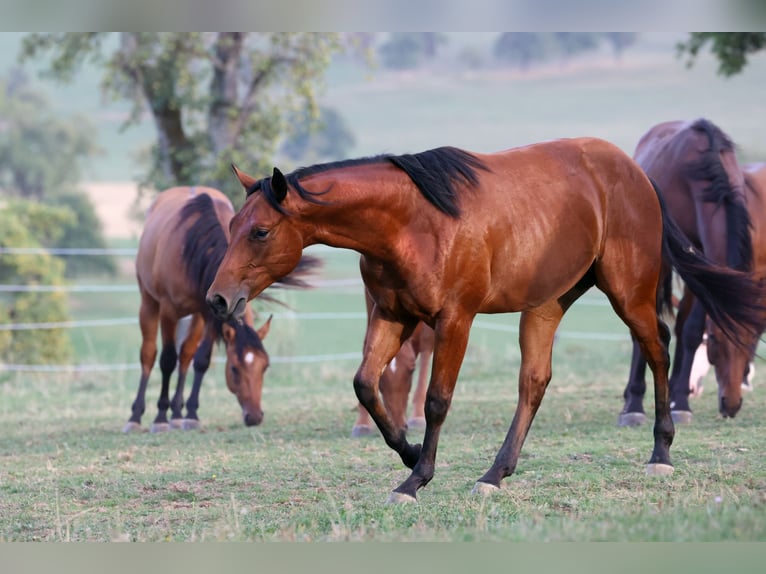 American Quarter Horse Stallone 1 Anno Baio in Linz