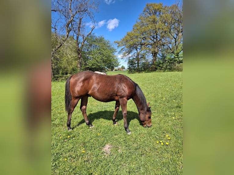 American Quarter Horse Stallone 1 Anno Baio in Sörup