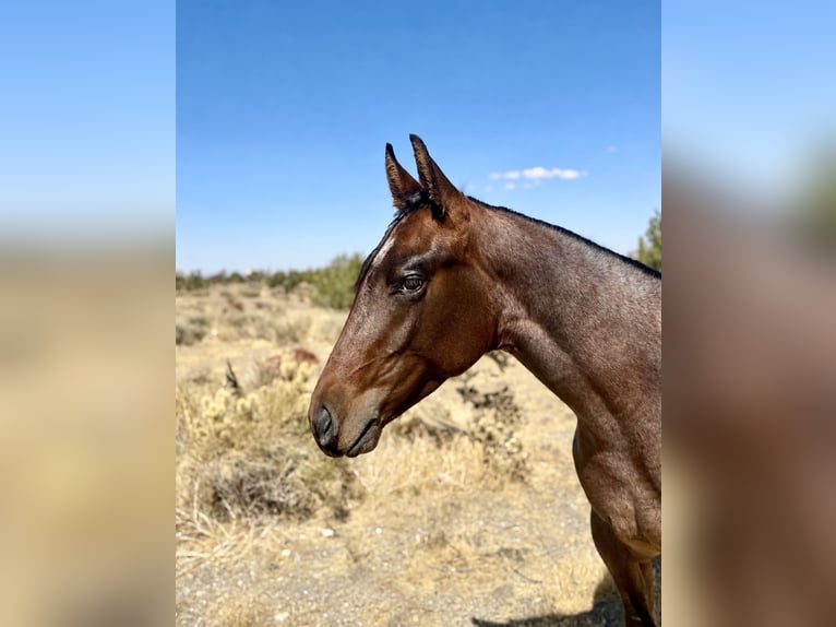 American Quarter Horse Stallone 1 Anno Baio roano in Phelan, CA