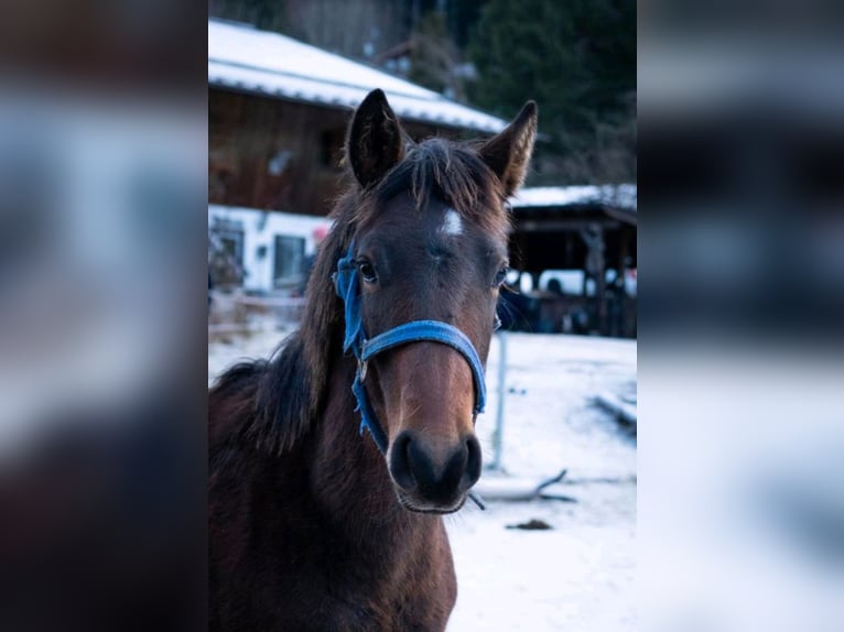 American Quarter Horse Mix Stallone 1 Anno Baio scuro in Wingst