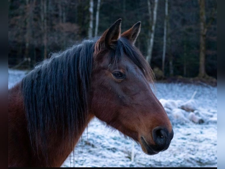 American Quarter Horse Mix Stallone 1 Anno Baio scuro in Wingst