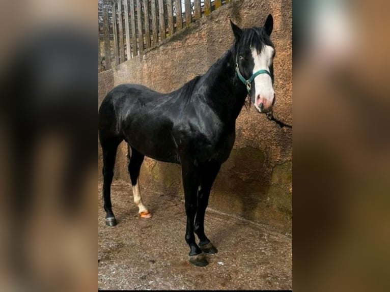 American Quarter Horse Mix Stallone 1 Anno Baio scuro in Wingst