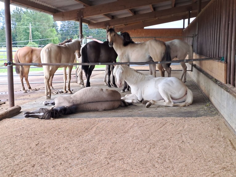 American Quarter Horse Stallone 1 Anno Cremello in EDT/LAMBACH