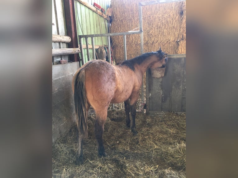 American Quarter Horse Stallone 1 Anno Falbo baio in Petit-R&#xE9;derching