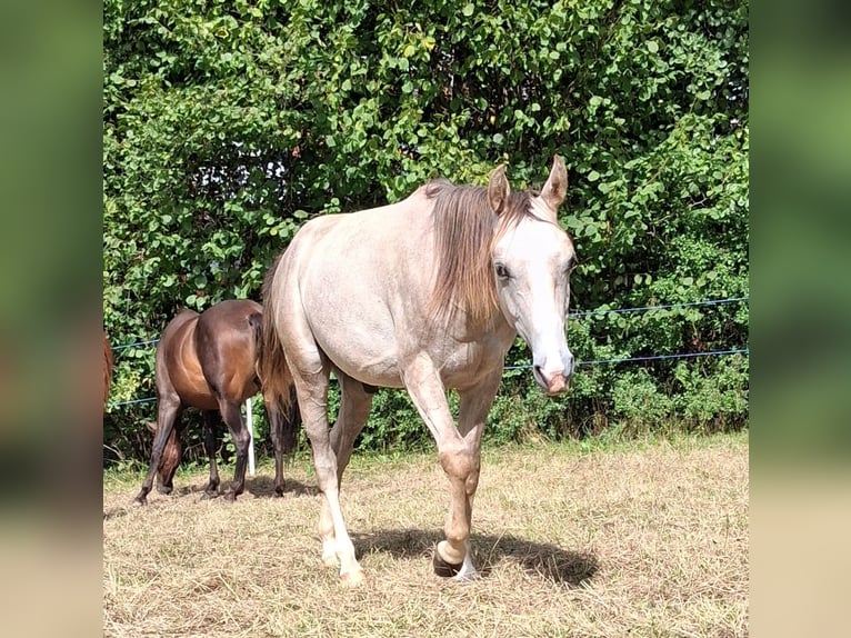 American Quarter Horse Stallone 1 Anno Grigio in Neukirchen
