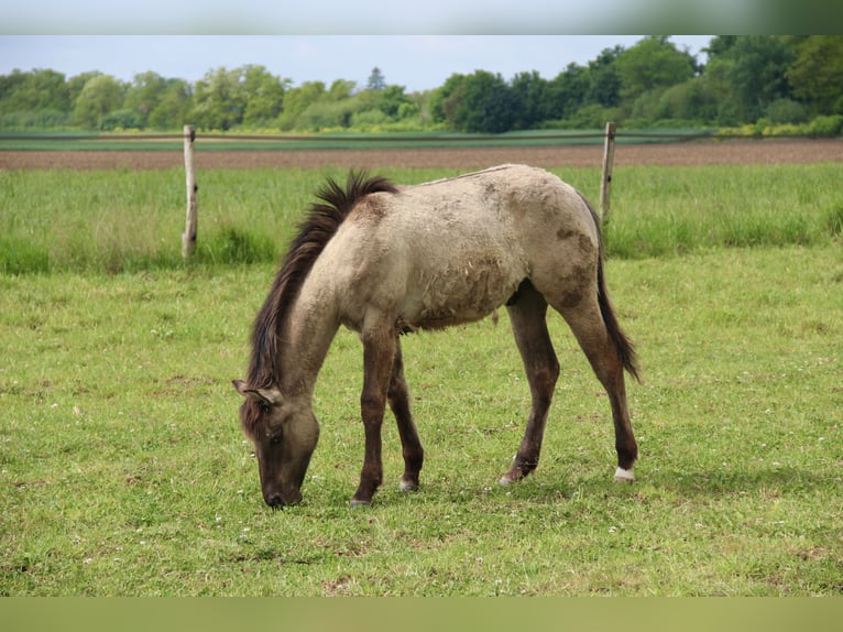 American Quarter Horse Stallone 1 Anno Grullo in Ruelisheim