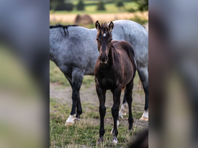 American Quarter Horse Stallone 1 Anno Morello in Herzberg am Harz