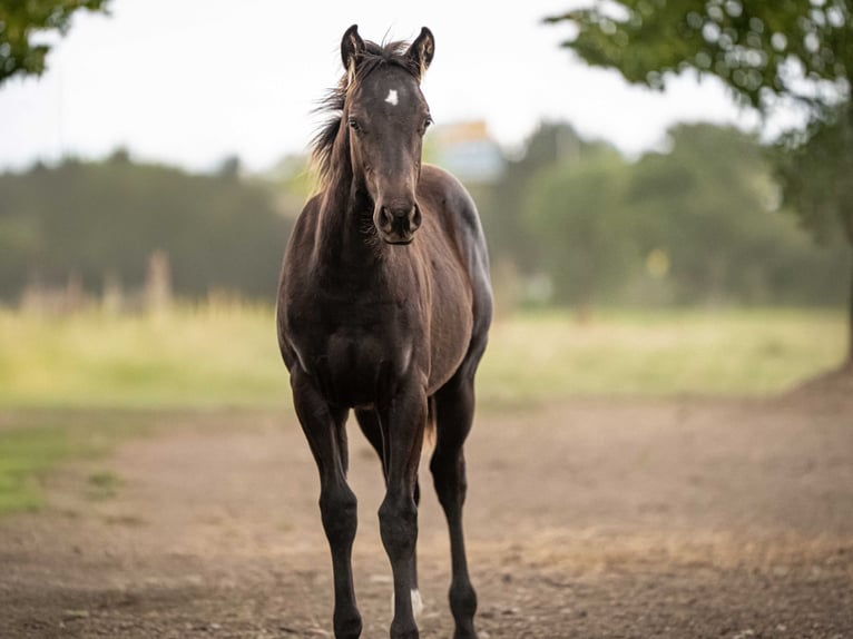 American Quarter Horse Stallone 1 Anno Morello in Herzberg am Harz