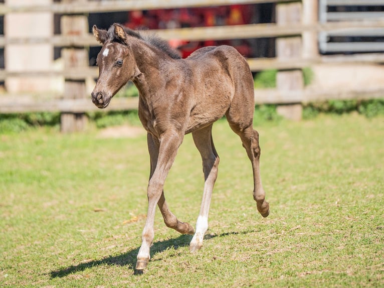 American Quarter Horse Stallone 1 Anno Morello in Herzberg am Harz