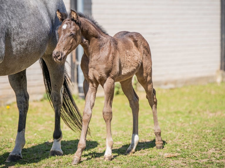 American Quarter Horse Stallone 1 Anno Morello in Herzberg am Harz