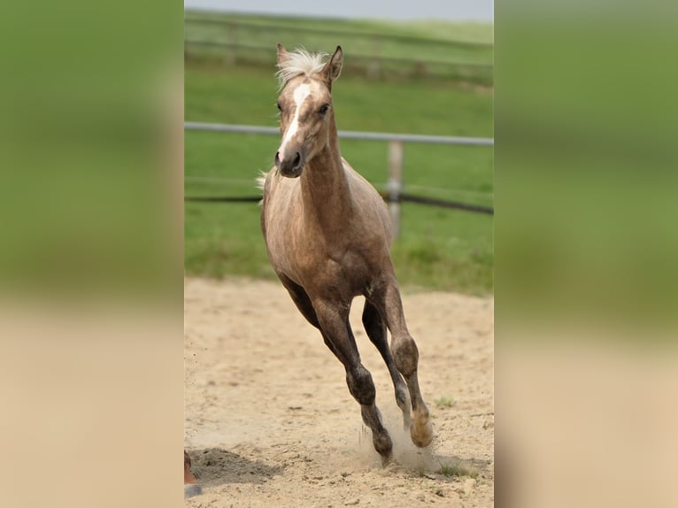 American Quarter Horse Stallone 1 Anno Palomino in Biberach an der Riß