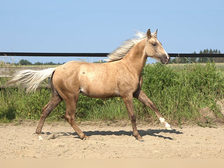 American Quarter Horse Stallone 1 Anno Palomino in Biberach an der Ri&#xDF;