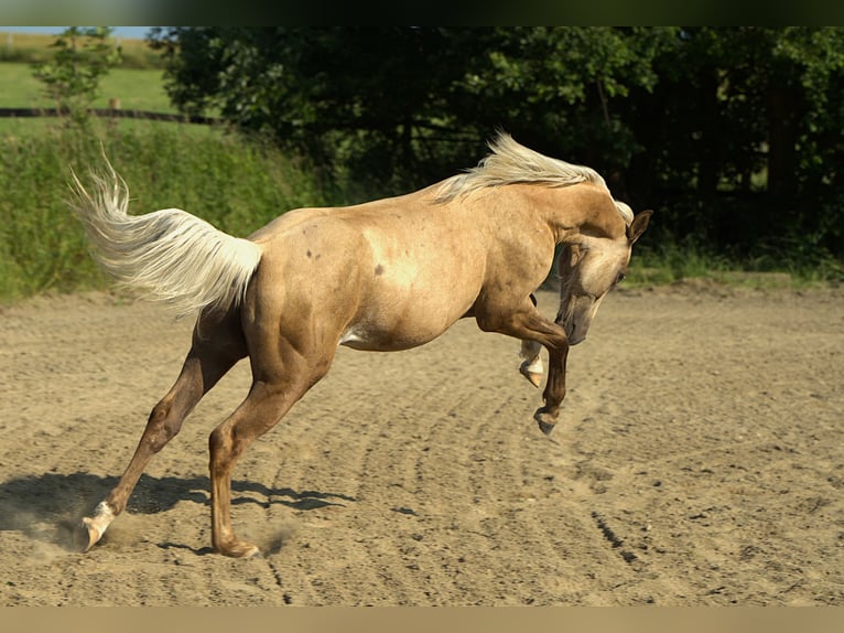 American Quarter Horse Stallone 1 Anno Palomino in Biberach an der Ri&#xDF;