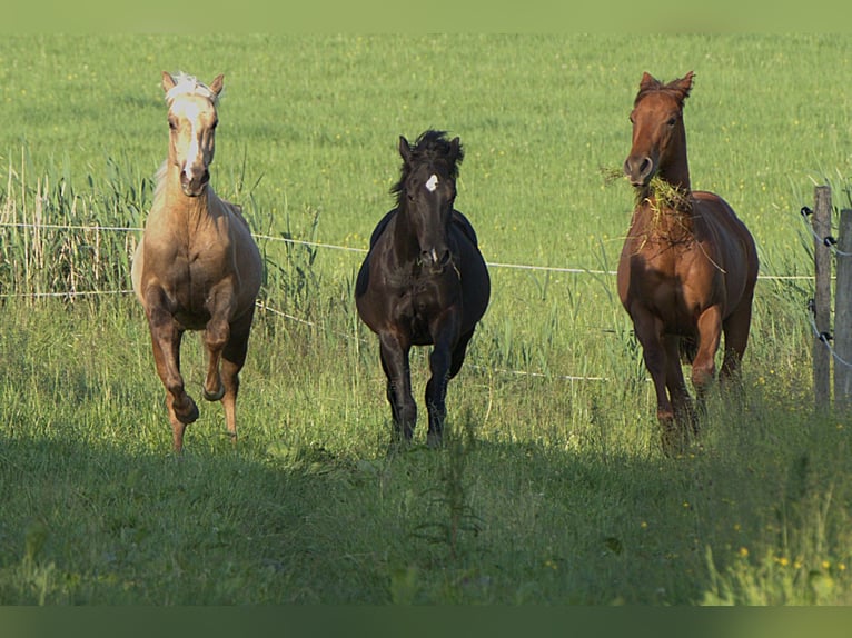 American Quarter Horse Stallone 1 Anno Palomino in Biberach an der Ri&#xDF;