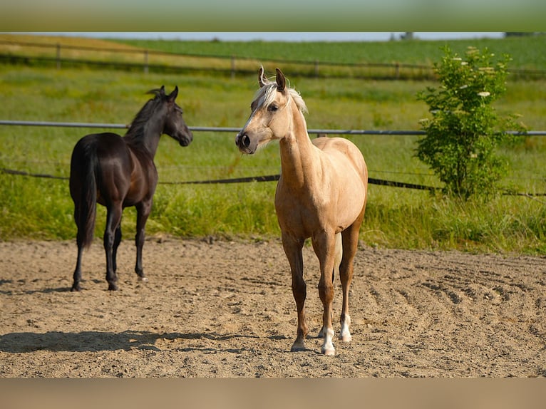 American Quarter Horse Stallone 1 Anno Palomino in Biberach an der Ri&#xDF;