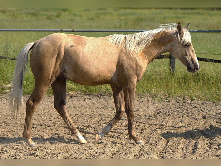 American Quarter Horse Stallone 1 Anno Palomino in Biberach an der Ri&#xDF;