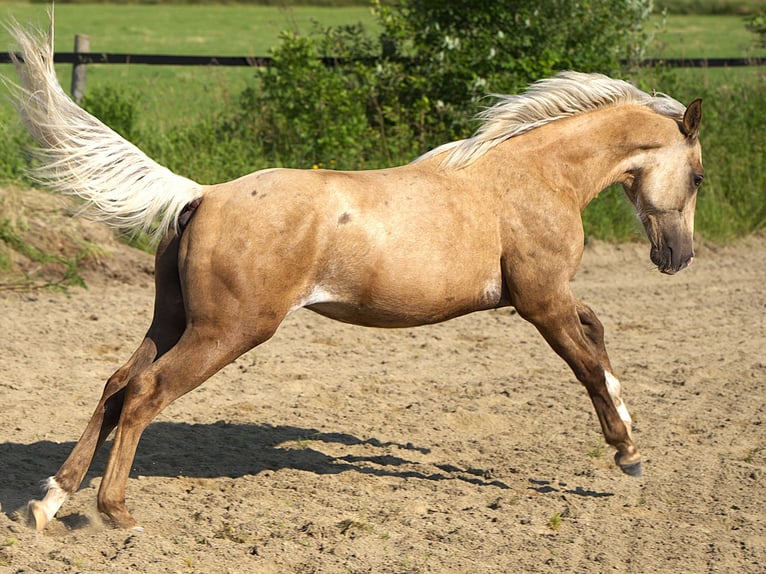 American Quarter Horse Stallone 1 Anno Palomino in Biberach an der Ri&#xDF;