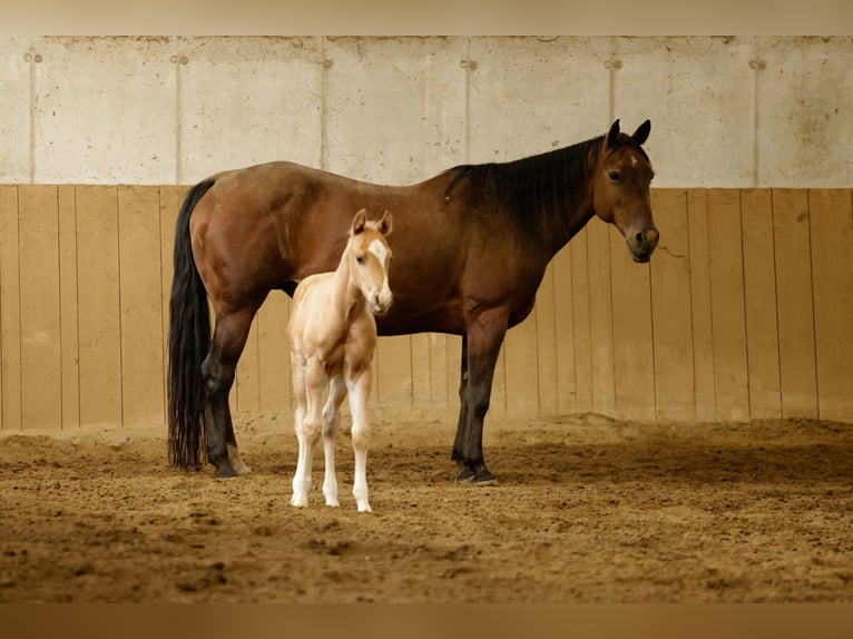 American Quarter Horse Stallone 1 Anno Palomino in Fistritz