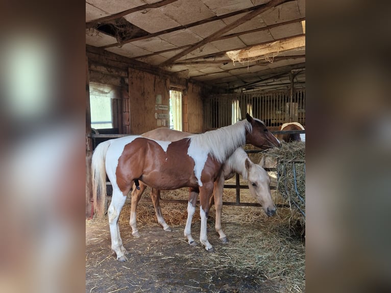 American Quarter Horse Stallone 1 Anno Palomino in Waldbrunn