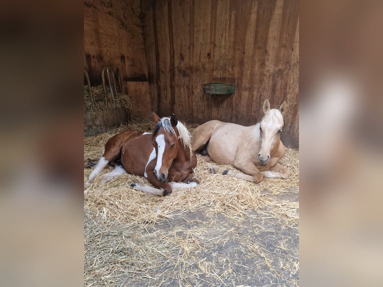 American Quarter Horse Stallone 1 Anno Palomino in Waldbrunn