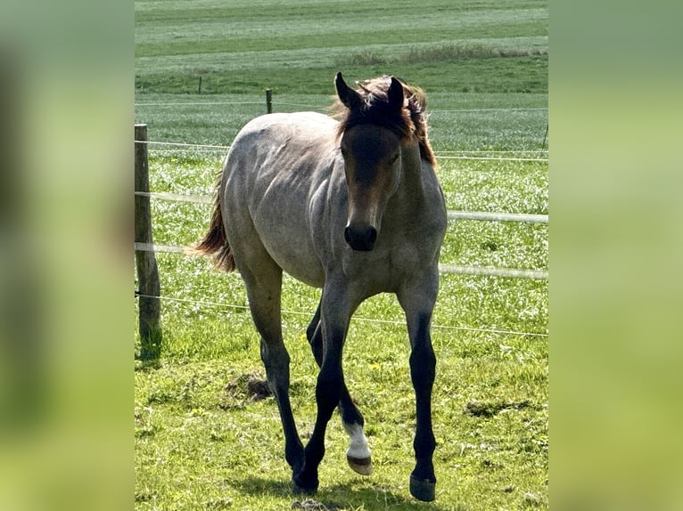 American Quarter Horse Stallone 1 Anno Pelle di daino in Hagen im BremischenHagen im Bremischen