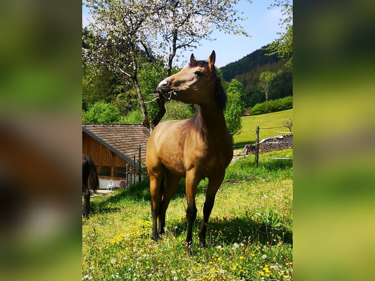American Quarter Horse Stallone 1 Anno Pelle di daino in Gaming