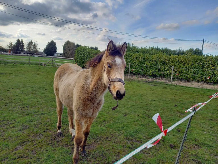 American Quarter Horse Stallone 1 Anno Pelle di daino in Kortemark