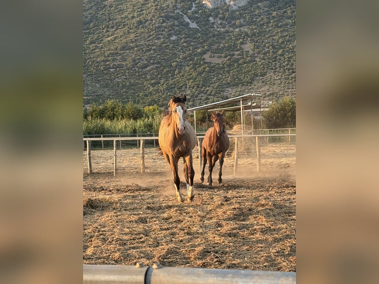 American Quarter Horse Stallone 1 Anno Pelle di daino in Sezze