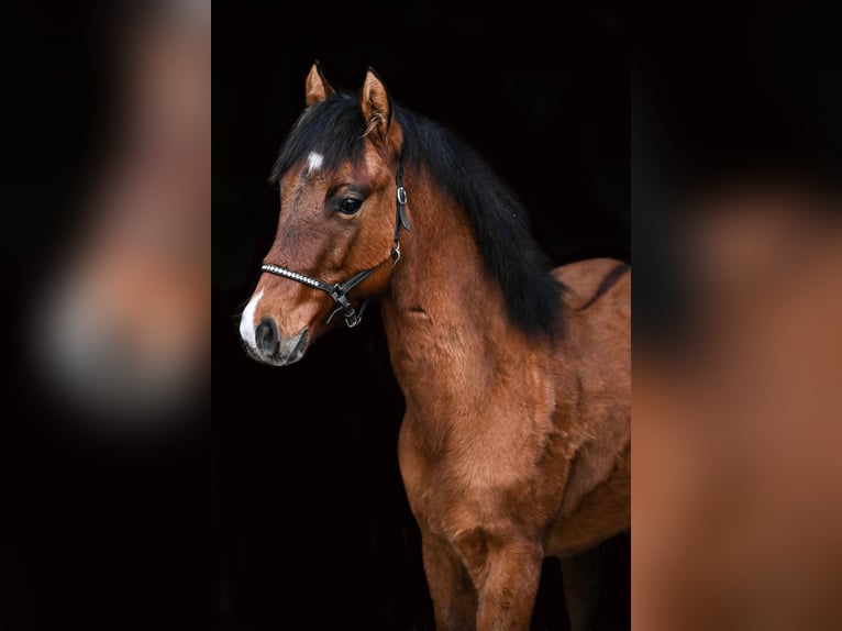 American Quarter Horse Stallone 1 Anno Pelle di daino in Waasmunster