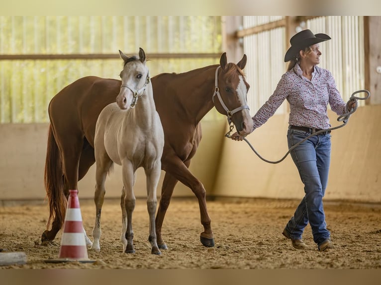 American Quarter Horse Stallone 1 Anno Pelle di daino in Laubach